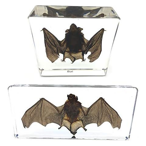 2 PCS Taxidermy Real Bat Specimens Science Classroom Specimen for Science Education Cover