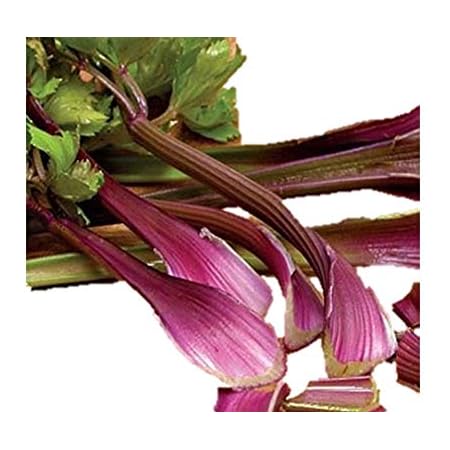 Amazon ポリフェノールを豊富に含む 紫セロリ 種 30粒 F1品種 新品種 有機認証品種 野菜