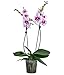 Dehner Schmetterlingsorchidee Aladdin, Phalaenopsis cultivars, zweitriebig, pink-weiße Blüten, 40-50 cm inkl. Pflanztopf, Ø Topf 12 cm, Zimmerpflanze