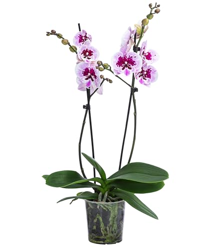 Dehner Schmetterlingsorchidee Aladdin, Phalaenopsis cultivars, zweitriebig, pink-weiße Blüten, 40-50 cm inkl. Pflanztopf, Ø Topf 12 cm, Zimmerpflanze