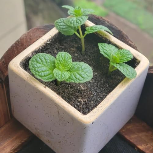 Semillas de menta marroquí, 1000pcs