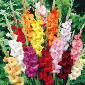 Radha Krishna Agriculture Gladiolus Multicolor Flowers for Your Beautiful Garden - Pack of 10 Bulbs (B08B1RYWYN) Amazon Price History, Amazon Price Tracker