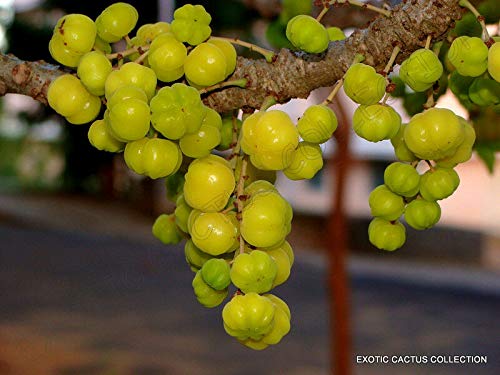 Tahitian Gooseberry Phyllanthus Acidus Malay Star Tree Fruit Rare Exotic Jocad (5 Seeds) #TOP1