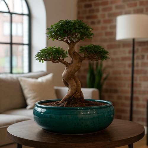Ciotola per bonsai in ceramica Moss Blue, realizzata a mano, senza sottovaso, piatto per bonsai per decorazioni interne e alberi in miniatura, Ø 25 cm