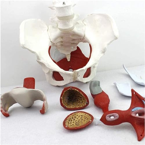 Modelo anatómico de pelvis femenina con órganos extraíbles, herramienta educativa de tamaño real para medicina y enseñanza