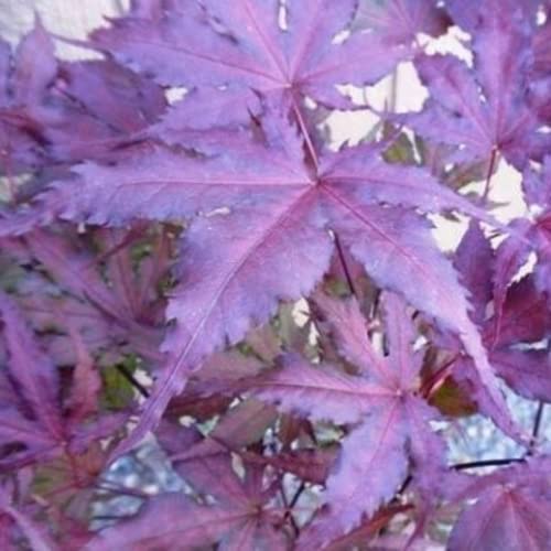 Chuxay Garden Ghost Purple Maple,Acer Palmatum,Japanese Maple Tree 30 Seeds Rare Color Tree Hardy Deciduous Shrub Striking Landscaping Plant Decor Garden #TOP1