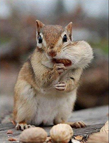 Wakefield Virginia Peanuts Bulk 45Lb Bag Shelled Animal Peanuts For Squirrels, Birds, Deer, Pigs And A Wide Variety Of Wildlife, Raw Peanuts/Bulk Nuts/Blue Jays/Cardinals/Woodpeckers #TOP3