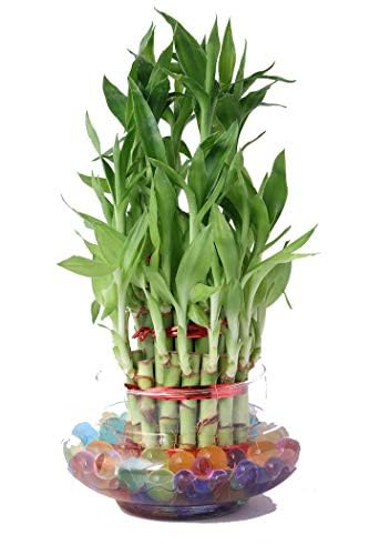 Zaavic 3 Layer Lucky Bamboo plant with Glass Bowl and Jelly Balls (B0773RQRV4) Amazon Price History, Amazon Price Tracker