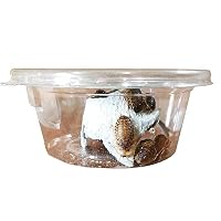 Amazon | feedbase デュビア Sサイズ 1.0～1.5cm 1,000匹 アルゼンチン 