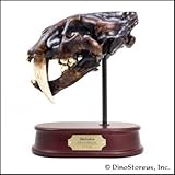 Smilodon Sabertoothed Cat Skull Model, 1/2 Scale