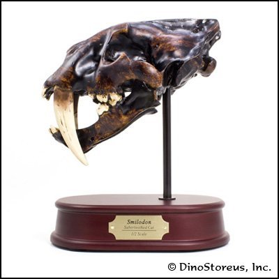 Model-Smilodon Sabertoothed Cat; (Skull)