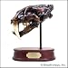 Smilodon Sabertoothed Cat Skull Model, 1/2 Scale