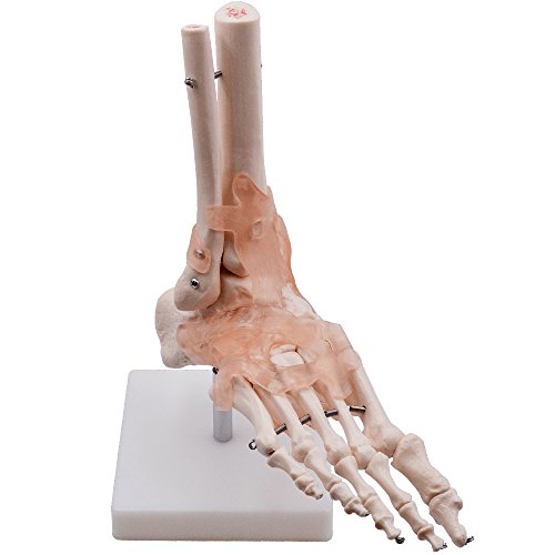 Hubery Model HM-11 Foot Joint Model Human Foot Ankle Joint Model thumb #2