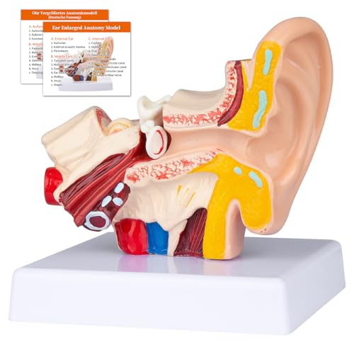 Menschliches Ohr Anatomie Modell, 1.5-Fach Vergrößert, Zeigt Äußeres Mittleres Innenohrmodell, Professionelles Medizinisches Klassenzimmer, Demonstration, Ärzte (Ohr Modell)