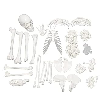 ISKO Disarticulated Fiber Glass Human Skeleton Model Bone Set for Anatomy STUDIES with Skull