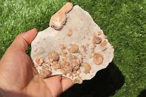 Image of Douvilleiceras & Gastropods Plate Cretaceous Fossils Fossils from Morocco Fossil Rock ammonites Fossil A124