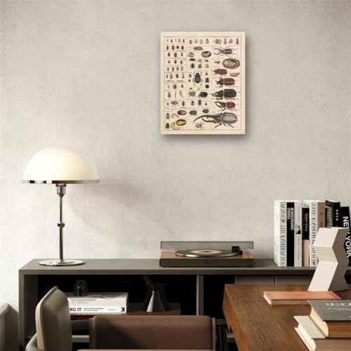 Meishe Art Vintage Poster Print Insects Collection Species Identification Reference Chart Entomology Diagram Classroom Club Wall Decor