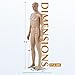 HCY Mannequin Body, Male Mannequin Full Body 73 inch Model Mannequin Stand Dress Form Sewing Dress Adjustable Dress Mannequin Clothing Form Mannequin Display Head Arm Rotation Metal Base