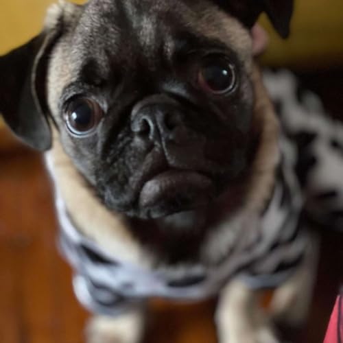 Never a Dull Moment Podcast Por  arte de portada