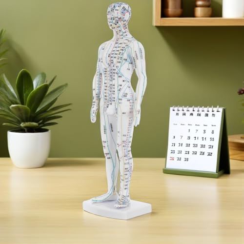 Modèle d'acupuncture homme idéal pour vos démonstrations en cabinet - 7