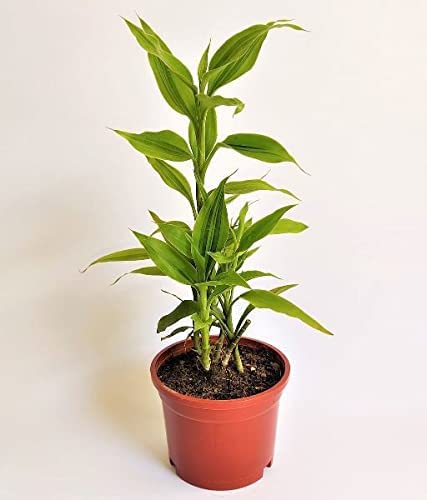 Garden Nature Care Lucky Bamboo Gold Rare Variety Live Plant With Coco Pith Organic Mixed Fertilizer (B09PG1MVZ8) Amazon Price History, Amazon Price Tracker