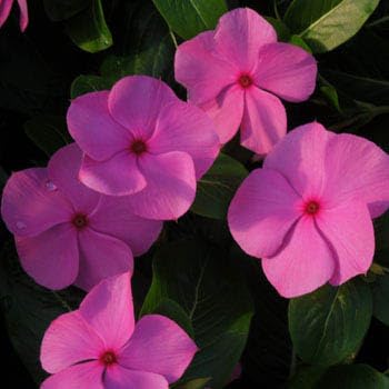 Outsidepride 25 Seeds Annual Vinca Periwinkle Cascade Lilac Ground Cover & Flower Seed for Planting