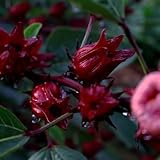 Semillas de Hibiscus sabdariffa - Decoración de jardín para exteriores decoración semillas de interior resistentes de exterior 120pcs