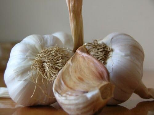 Buy4seeds 500G Music Porcelain Garlic Fresh Cloves Seeds from Large Easy to Grow
