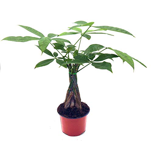 Glückskastanie (Pachira aquatica), pflegeleichte Zimmerpflanze (geflochten im 12cm Topf, ca. 45cm...