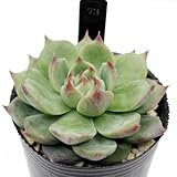 73.カシオ 抜き苗 多肉植物