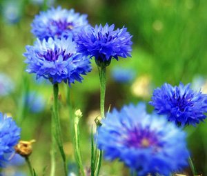 Dwarf Bachelor Button Seeds - Blue Cornflower - Pack Of 1000 Seeds By Seeds2Go #TOP1
