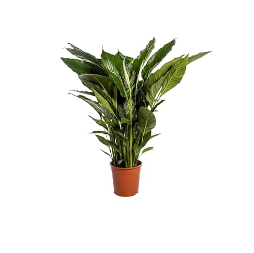 Espatifilo en Maceta – Spathiphyllum Natural para la Decoración del Hogar