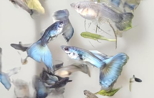 10 Fry Pack, Blue Moscow Live Guppy Fish VIP Grade A