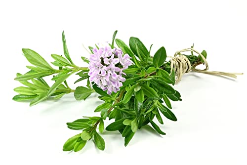 Common Thyme Seeds For Planting, 1000+ Seeds Per Packet, (Isla's Garden Seeds), Non Gmo & Heirloom Seeds, Botanical Name: Thymus Vulgaris, Great Herb Garden Seeds #TOP2