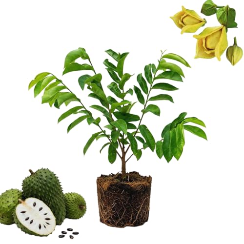 Soursop Plant Live Sweet Fruit Soursop Live Plant for Garden Patio or Home Orchards 8 to 10 Inc Tall