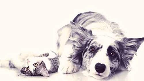 Miniatura 6 de I LOVE MY PETS LLC Vitaminas para el sistema inmunológico de perros  PET Ultra Vitaminas  Salud de perros y gatos  Mejores beneficios  Vitamina para