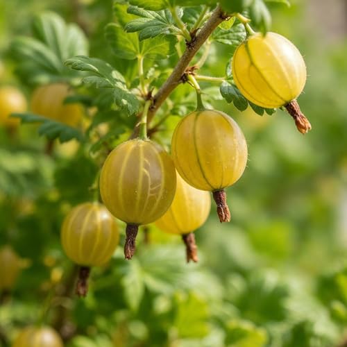 Grosella espinosa amarilla – Juego de 2 plantas desnudas – Rare Gold Yellow Fruit – Arbusto resistente para Yields en verano