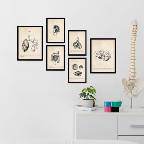 Illustrations médicales vintage Nacnic affiches anatomie haut de gamme en A4 et A3