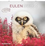 Alpha Edition - Eulen 2026 Broschürenkalender, 30x30cm, Wandkalender mit Platz für Notizen und Termine, beeindruckende Eulen-Motive, Monatsübersicht und Ferientermine DE/AT/CH: Owls