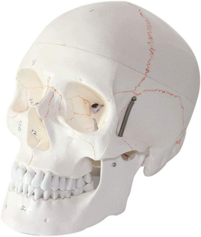 Modèle de crâne humain d'anatomie haute précision pour l'enseignement de la science
