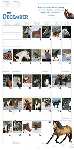 Goldistock 2020 Large Wall Calendar -"366 Days of Horses" - 12" x 24"