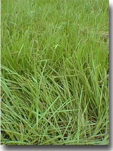 SeedRanch Semilla de hierba de Bahía Pensacola (revestida) - 5 libras.