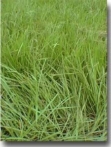 SeedRanch Pensacola Bahia Grass Seed (Coated) - 10 Lbs.