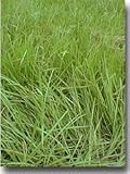 SeedRanch Pensacola Bahia Grass Seed (Co...