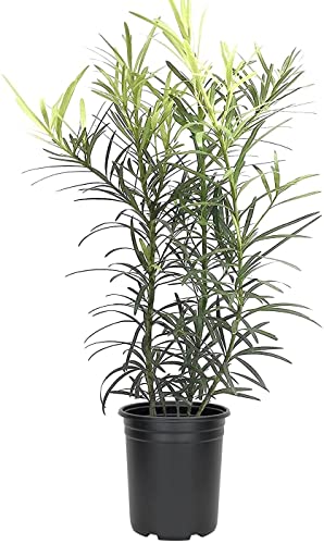 Podocarpus Macrophyllus | 5 Live 4 Inch Pots | Japanese Yew | Low Maintenance Evergreen Privacy Hedge Plants
