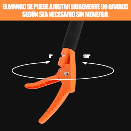 Catálogo de Ãrboles de esta semana. 22 Imagen adicional