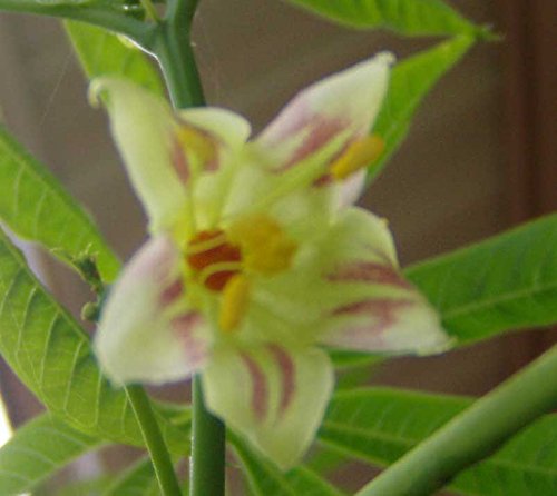 Manihot esculenta | Tapioca | Cassava | Yuca | Manioc | Mandioca | 5_Seeds