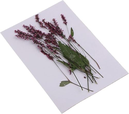 12 piezas flores secas naturales para decoración DIY miniatura 5