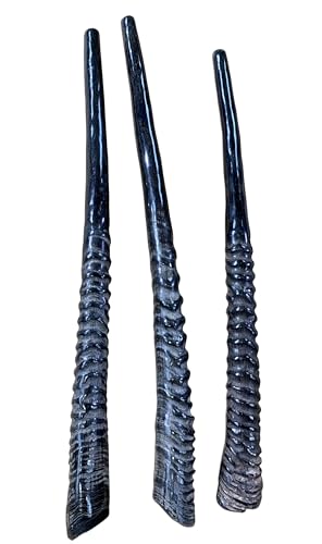 Real Oryx Antelope Horn Shofar - 24