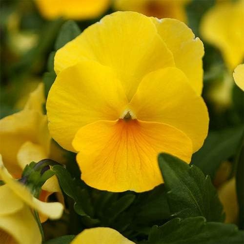 Outsidepride Viola Pansy Gold - Planta de interior o jardín al aire libre para camas, macetas y contenedores  1000 semillas